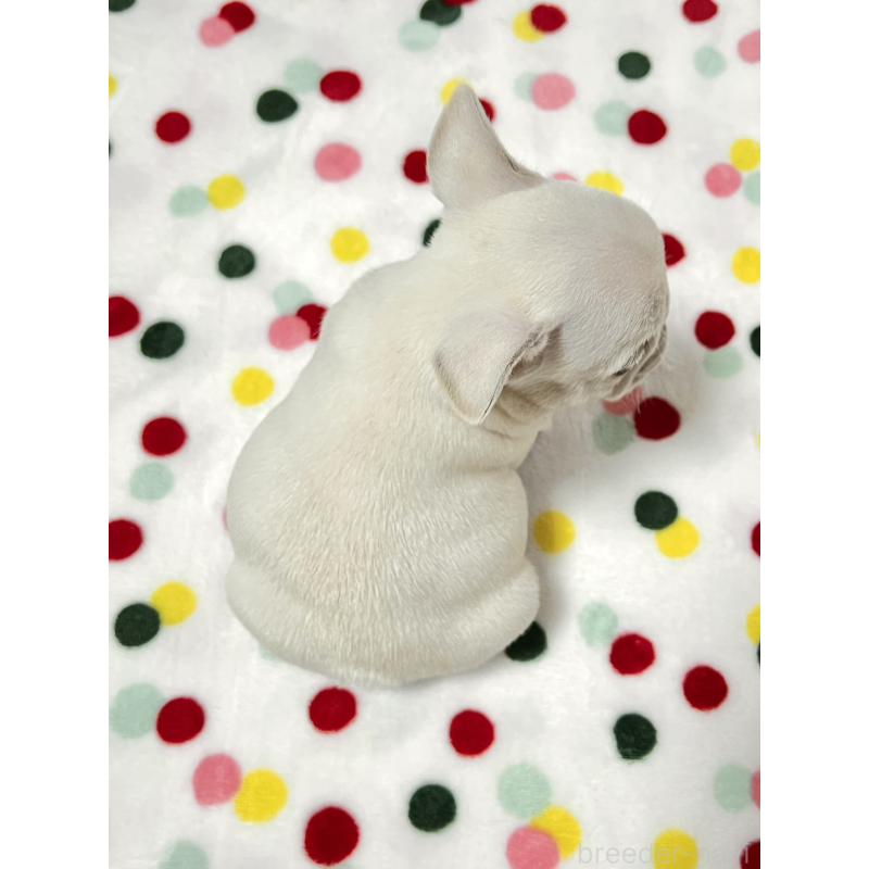 販売中の香川県のフレンチブルドッグ-454717の4枚目