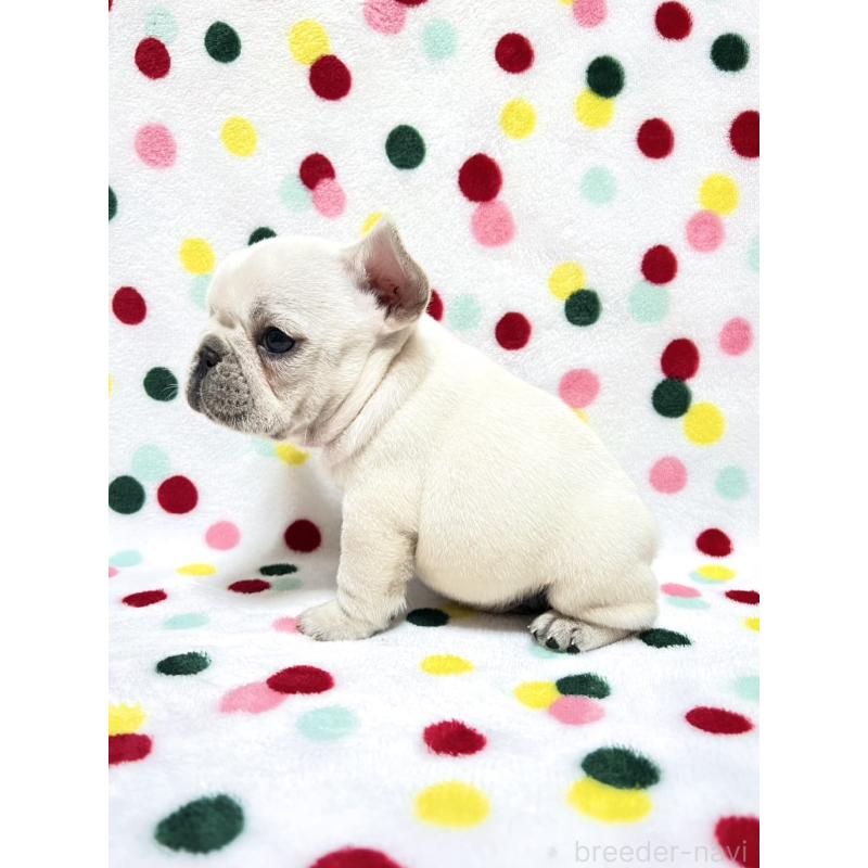 販売中の香川県のフレンチブルドッグ-454717の3枚目