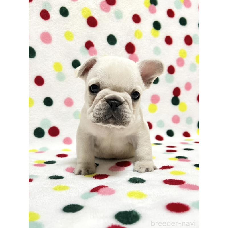 販売中の香川県のフレンチブルドッグ-454717の2枚目