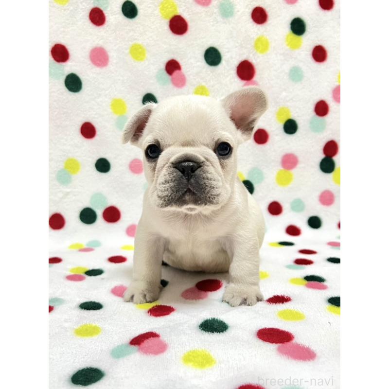 ♂︎フレンチブルドッグ