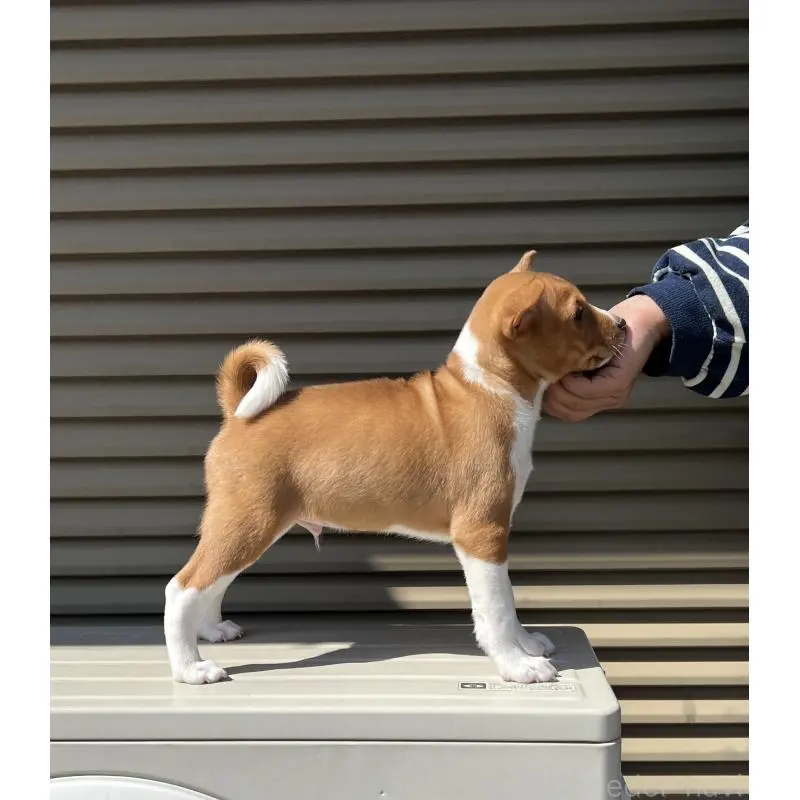 販売中の兵庫県のバセンジー-454719の4枚目