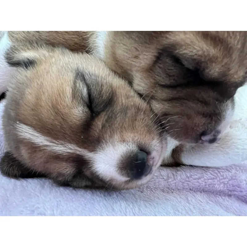 販売中の兵庫県のバセンジー-454719の3枚目