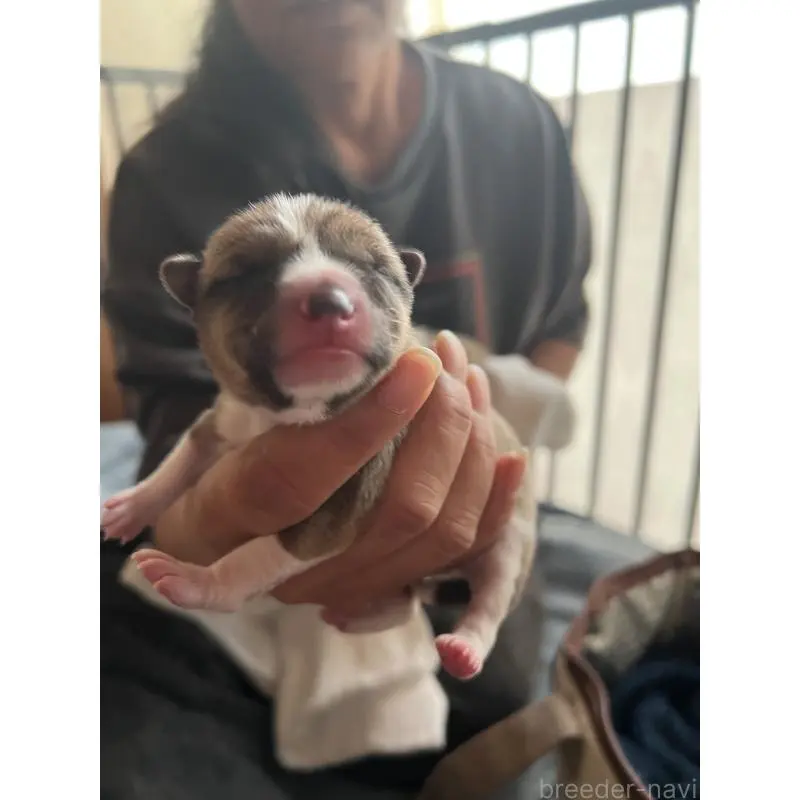 販売中の兵庫県のバセンジー-454719の2枚目