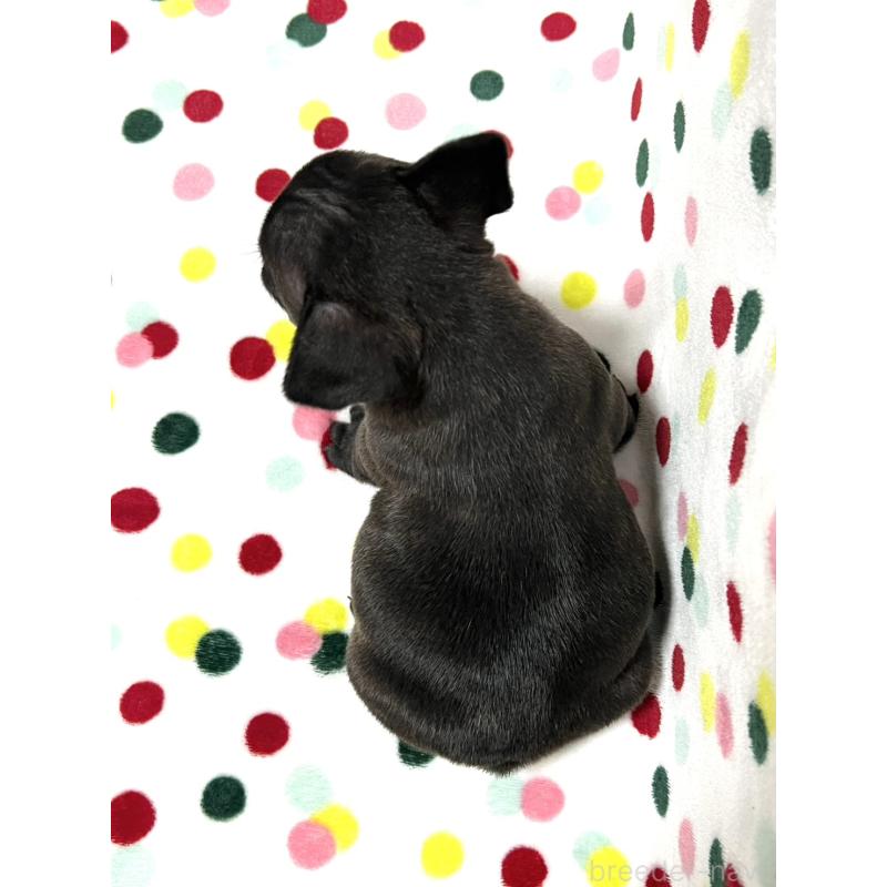 販売中の香川県のフレンチブルドッグ-454718の4枚目