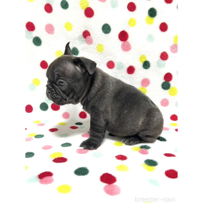 販売中の香川県のフレンチブルドッグ-454718の3枚目