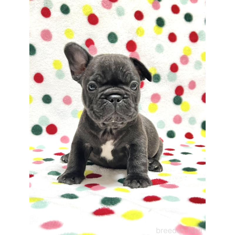 販売中の香川県のフレンチブルドッグ-454718の2枚目