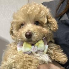 オンライン見学