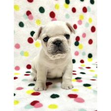 ♀︎フレンチブルドッグ