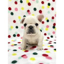 ♀︎フレンチブルドッグ