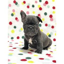 オンライン見学