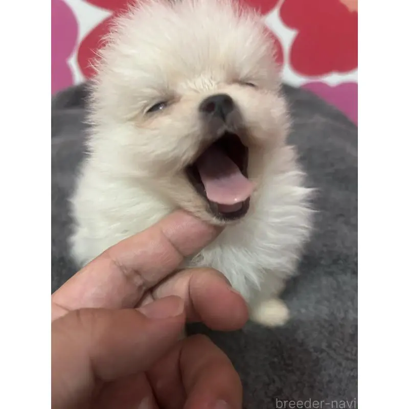 販売中の新潟県のポメラニアン-454881の6枚目