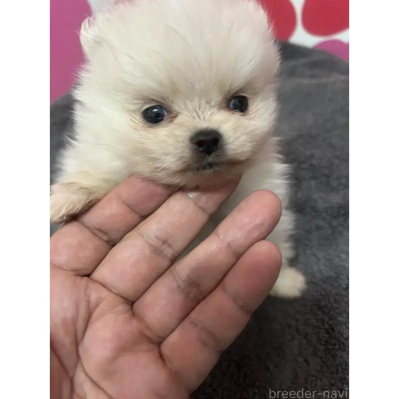 販売中の新潟県のポメラニアン-454881の4枚目