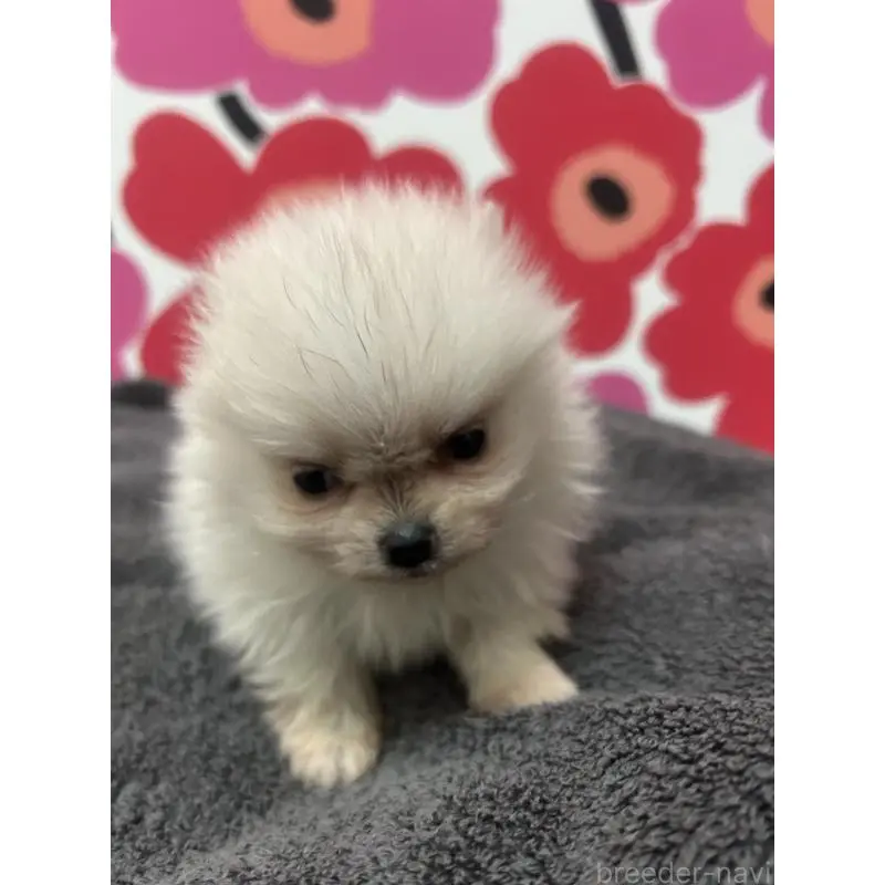 販売中の新潟県のポメラニアン-454881の3枚目