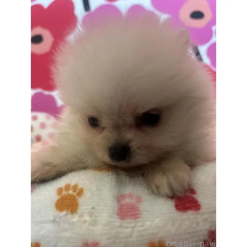 販売中の新潟県のポメラニアン-454881の2枚目