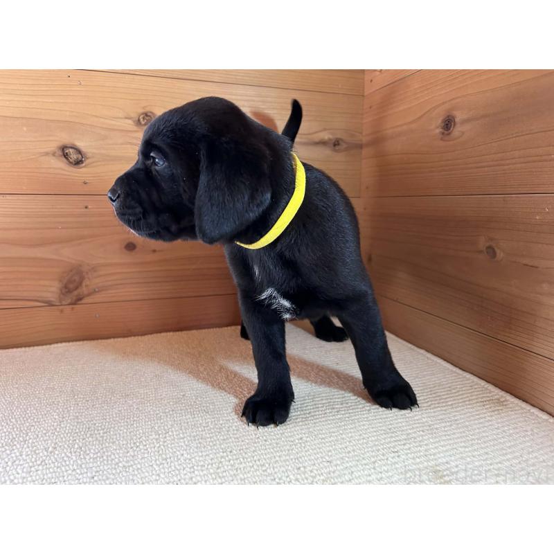 販売中の京都府のミックス犬-455084の5枚目