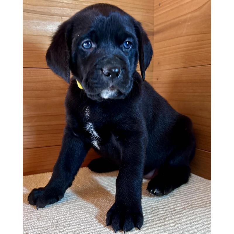 販売中の京都府のミックス犬-455084の4枚目