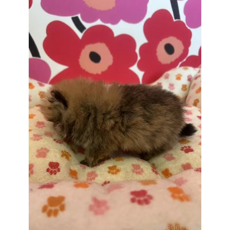 販売中の新潟県のポメラニアン-454882の7枚目