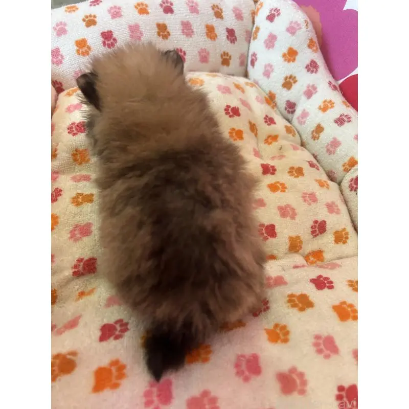 販売中の新潟県のポメラニアン-454882の6枚目