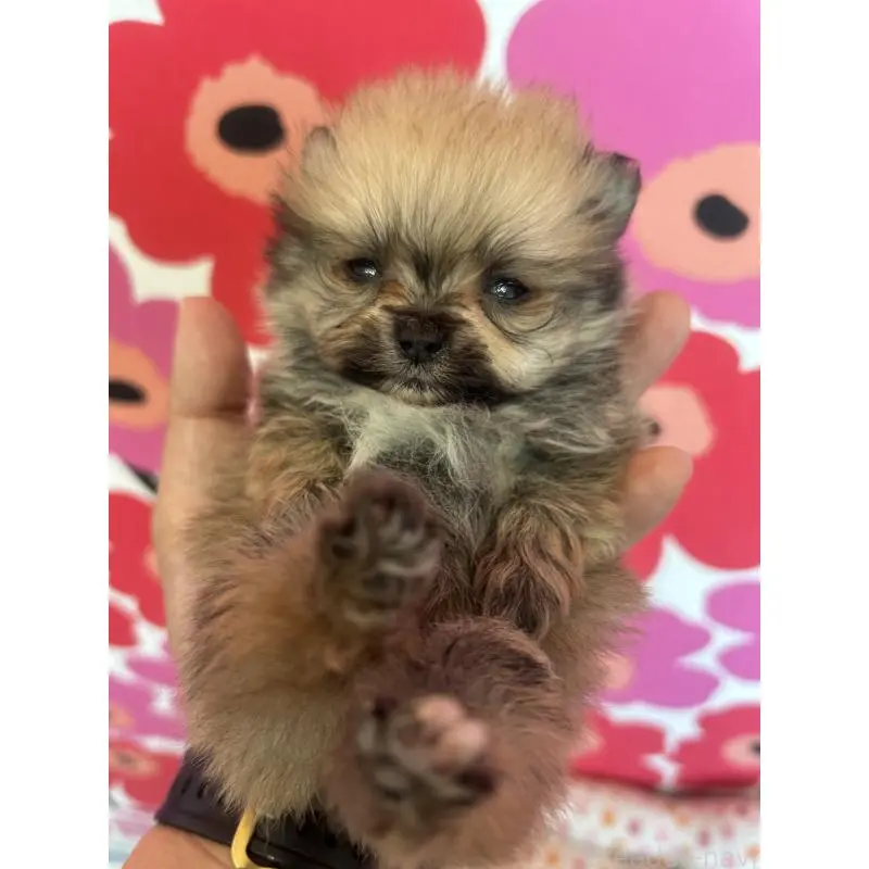 販売中の新潟県のポメラニアン-454882の4枚目