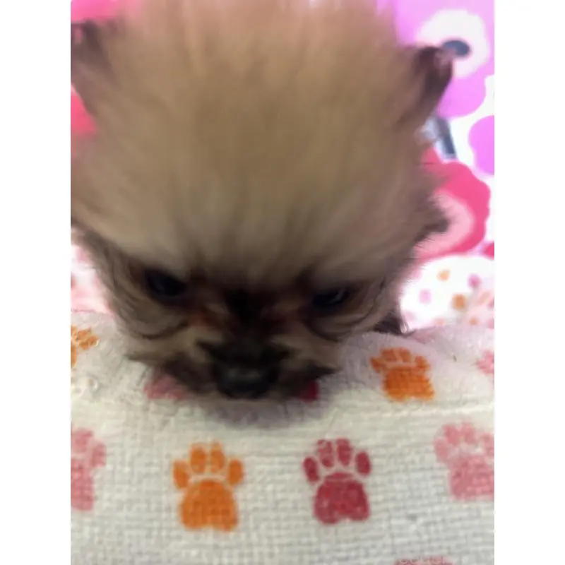 販売中の新潟県のポメラニアン-454882の2枚目