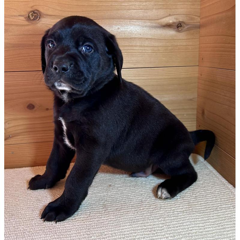 販売中の京都府のミックス犬-455083の5枚目