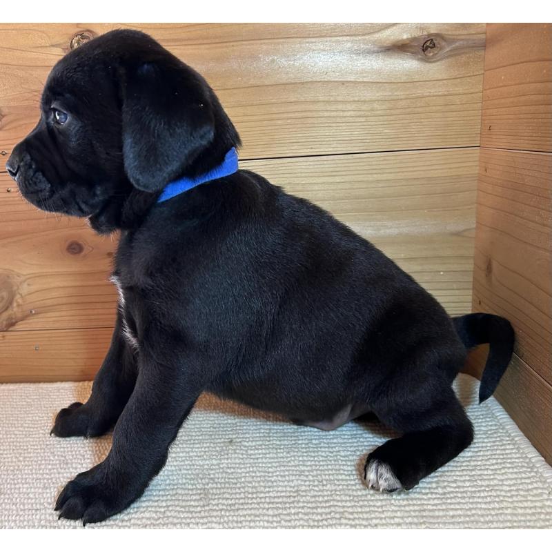 販売中の京都府のミックス犬-455083の4枚目