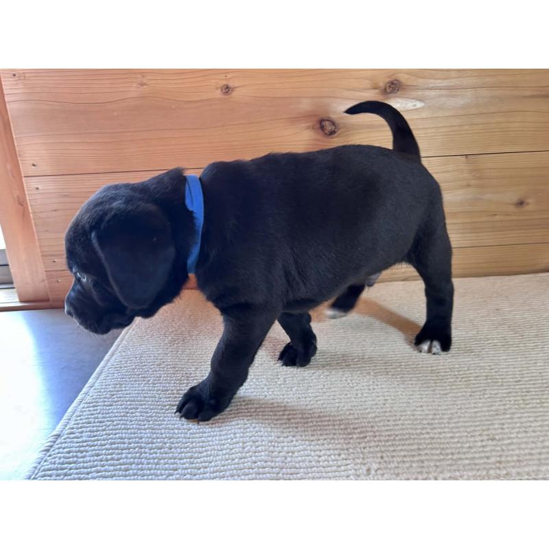 販売中の京都府のミックス犬-455083の3枚目