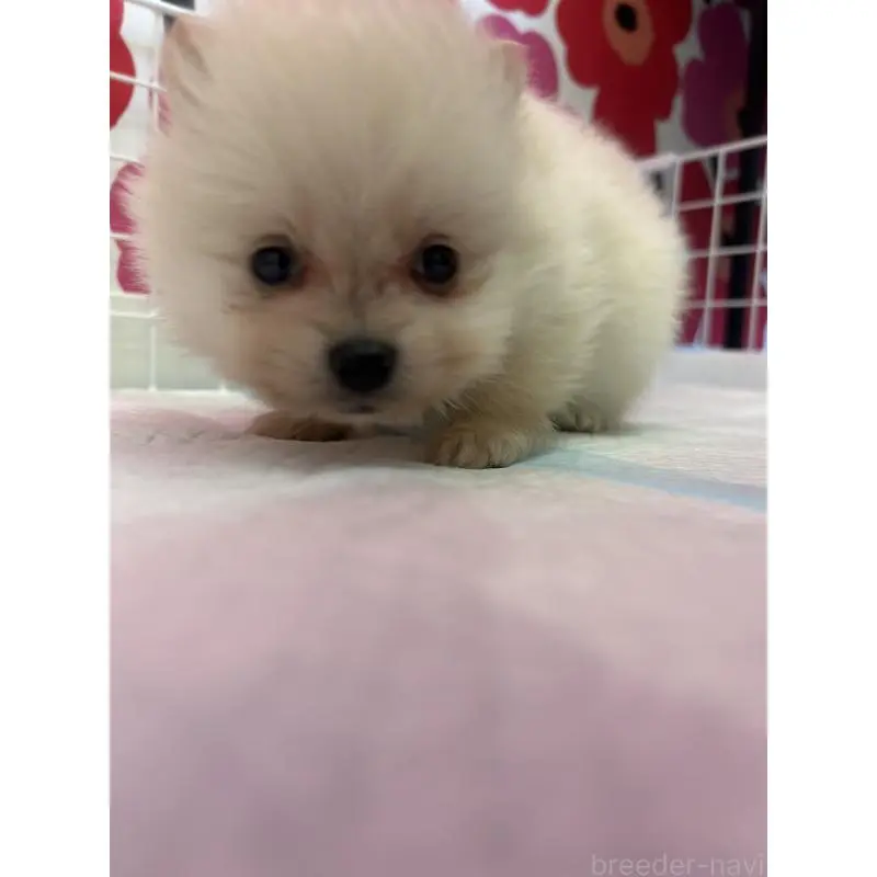 販売中の新潟県のポメラニアン-454883の6枚目