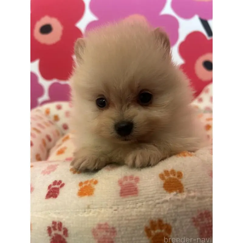 販売中の新潟県のポメラニアン-454883の4枚目