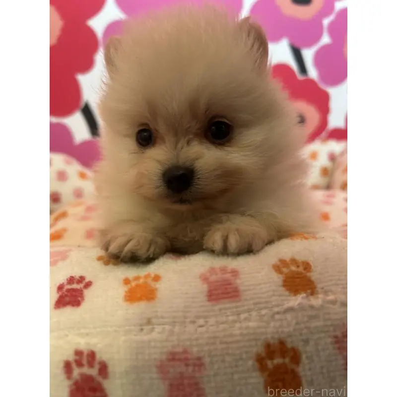 販売中の新潟県のポメラニアン-454883の3枚目