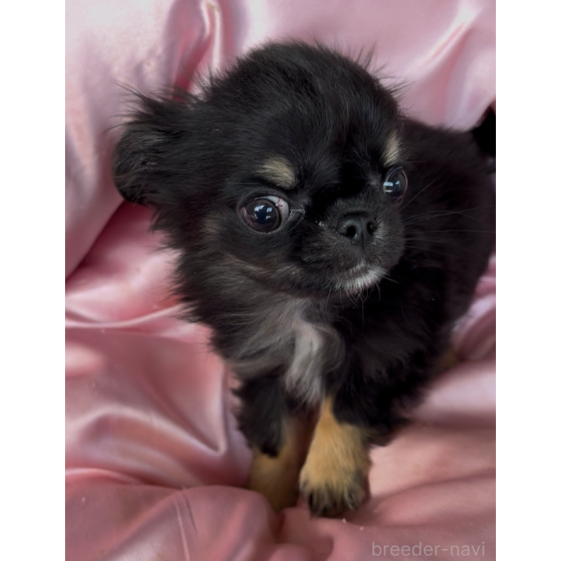 販売中の東京都のチワワ(ロングコート)-445357の7枚目