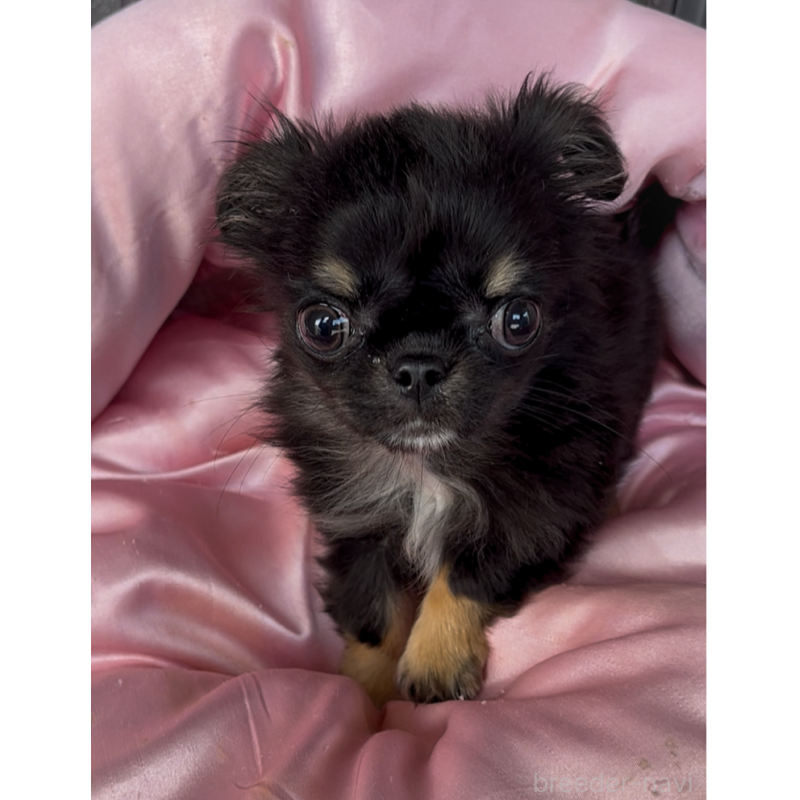 ♂︎チワワ(ロングコート)