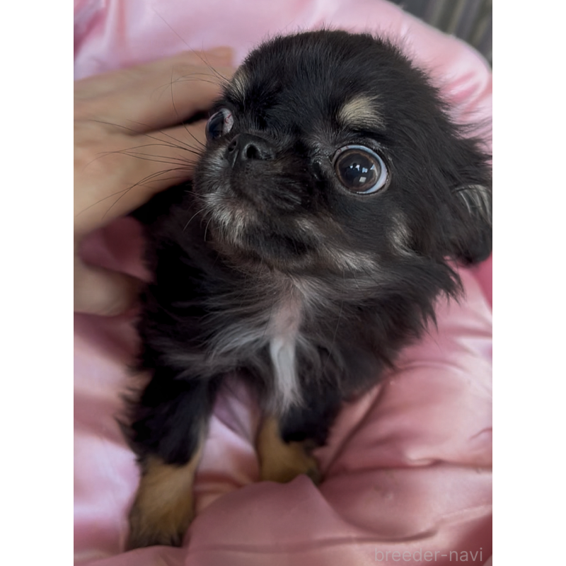 販売中の東京都のチワワ(ロングコート)-445357の5枚目