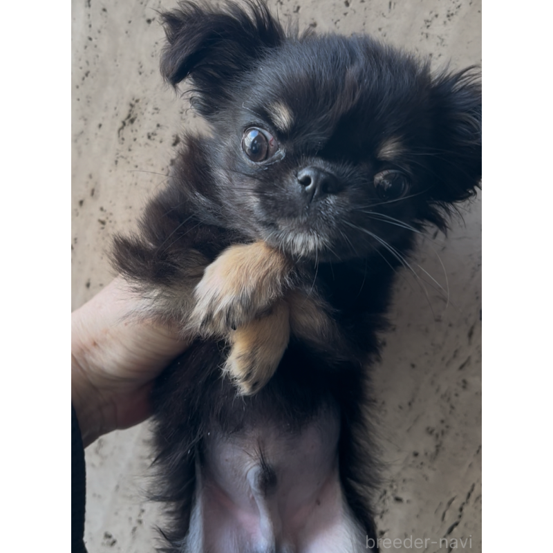 販売中の東京都のチワワ(ロングコート)-445357の4枚目