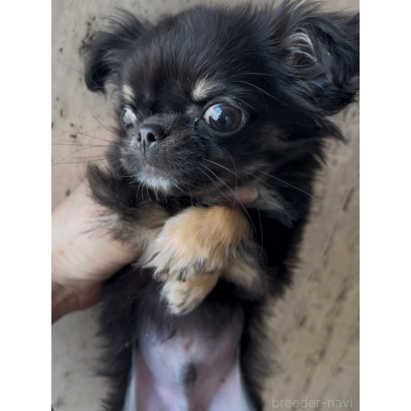 販売中の東京都のチワワ(ロングコート)-445357の3枚目