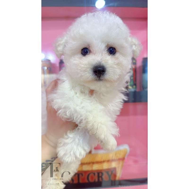 販売中の栃木県のビションフリーゼ-454884の5枚目