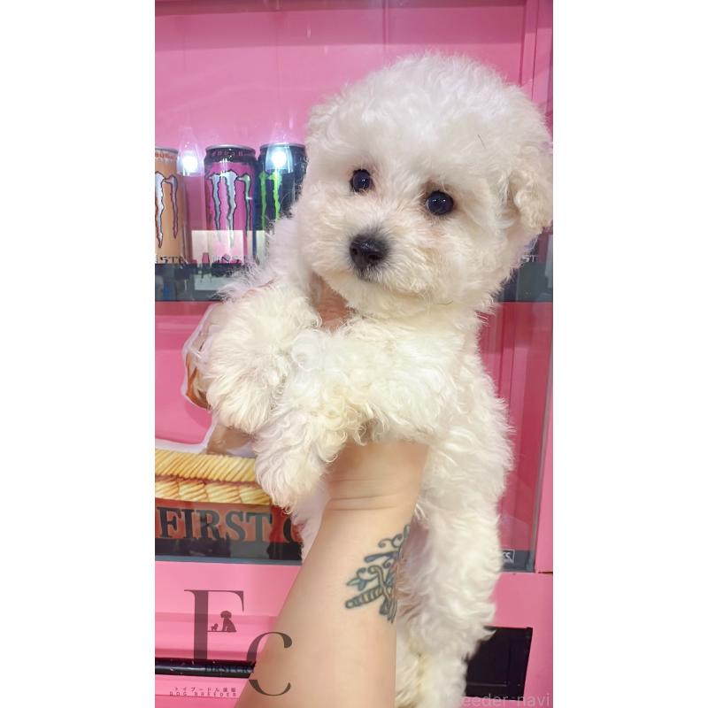 販売中の栃木県のビションフリーゼ-454884の4枚目