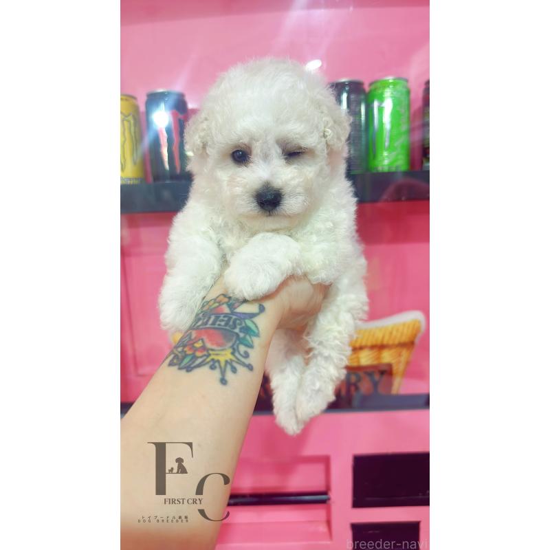 販売中の栃木県のビションフリーゼ-454884の3枚目