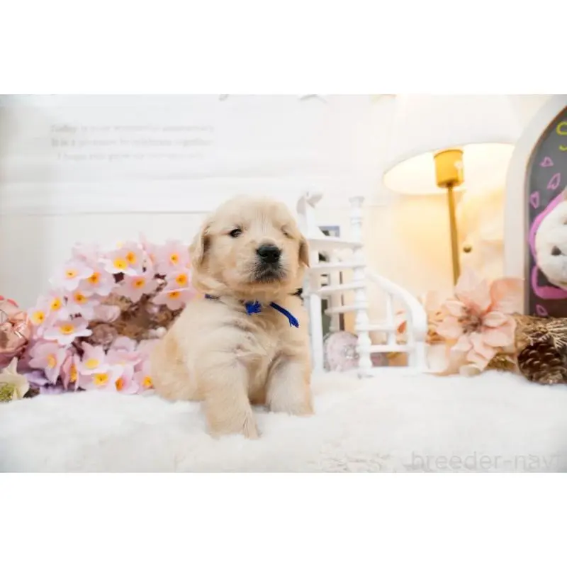 販売中の大阪府のゴールデンレトリーバー-454885の4枚目