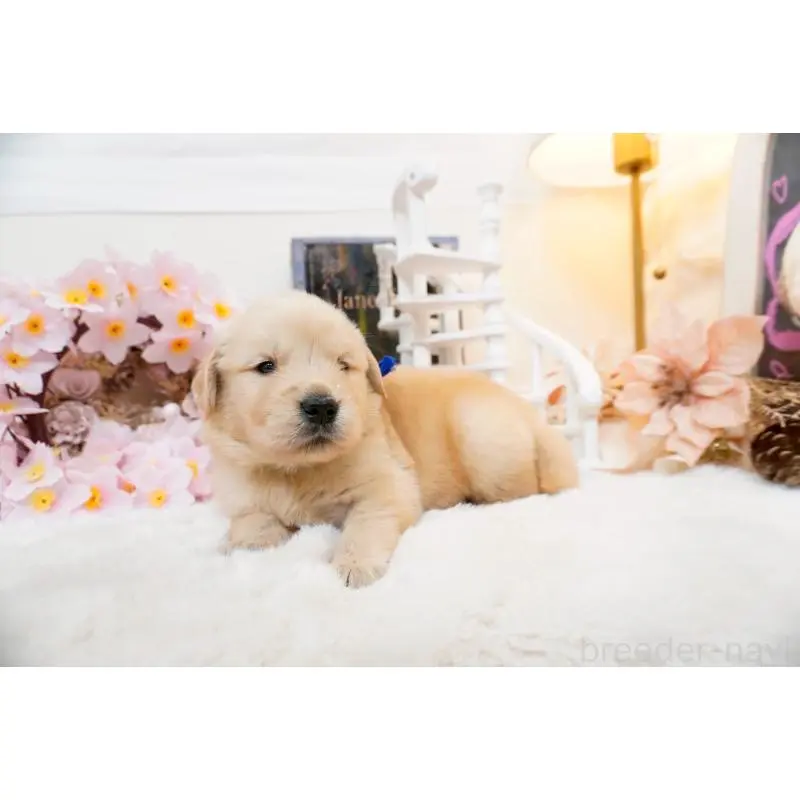 販売中の大阪府のゴールデンレトリーバー-454885の3枚目