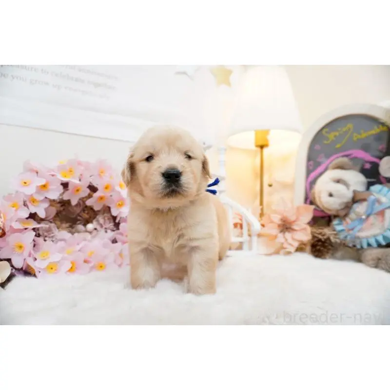 販売中の大阪府のゴールデンレトリーバー-454885の2枚目