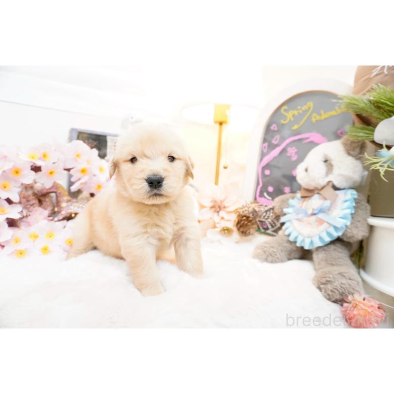 販売中の大阪府のゴールデンレトリーバー-454886の5枚目