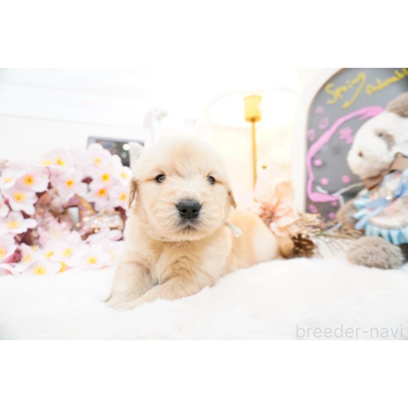 販売中の大阪府のゴールデンレトリーバー-454886の4枚目