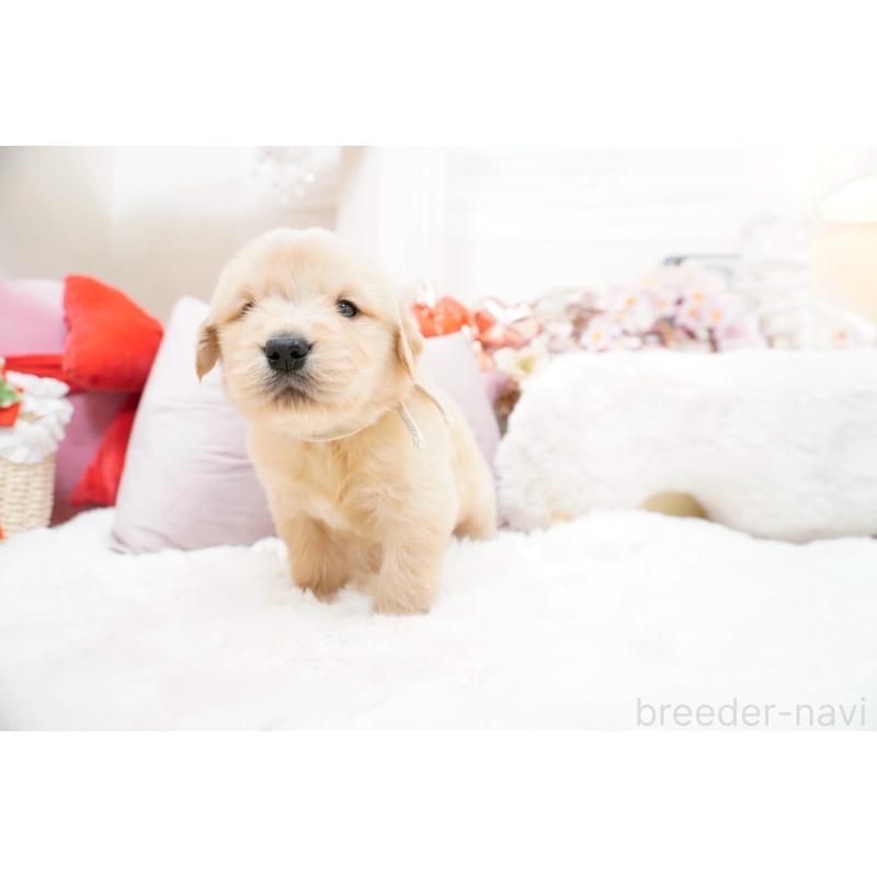 販売中の大阪府のゴールデンレトリーバー-454886の2枚目