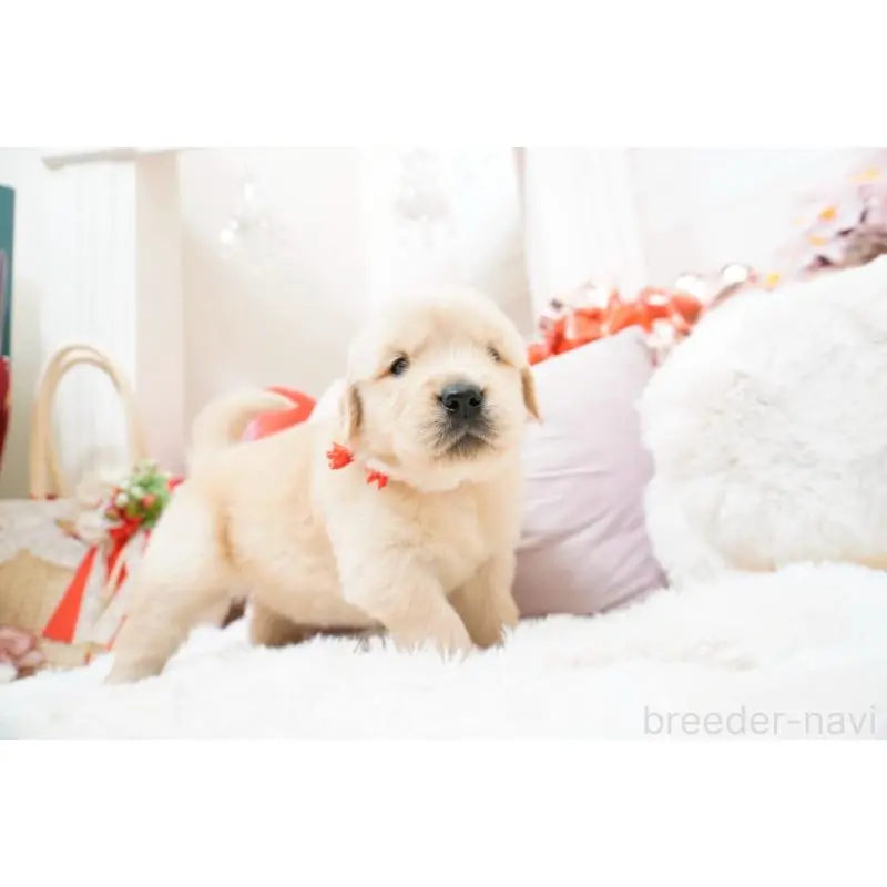 販売中の大阪府のゴールデンレトリーバー-454887の5枚目