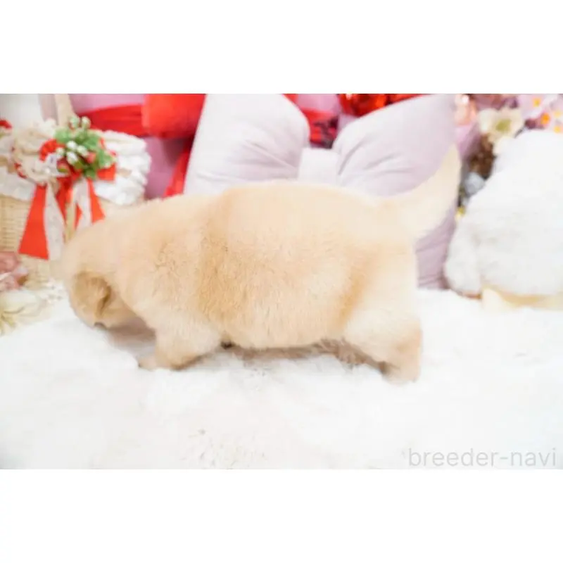 販売中の大阪府のゴールデンレトリーバー-454887の4枚目