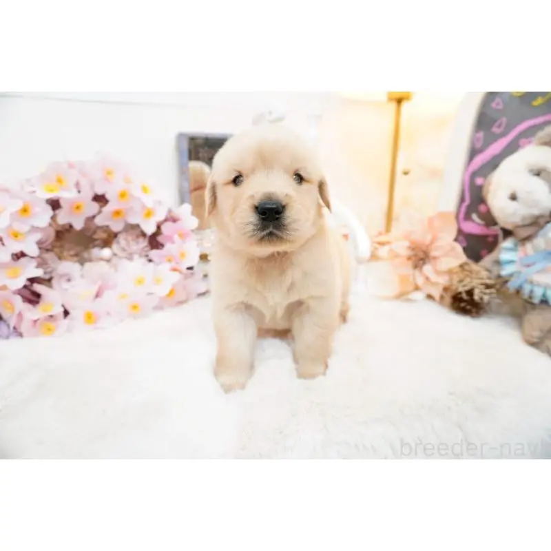 販売中の大阪府のゴールデンレトリーバー-454887の3枚目