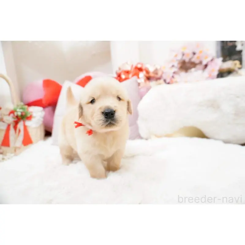 販売中の大阪府のゴールデンレトリーバー-454887の2枚目