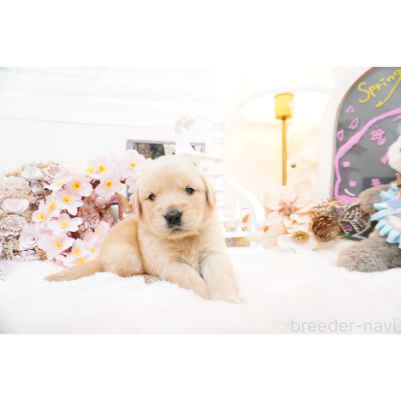 販売中の大阪府のゴールデンレトリーバー-454888の6枚目