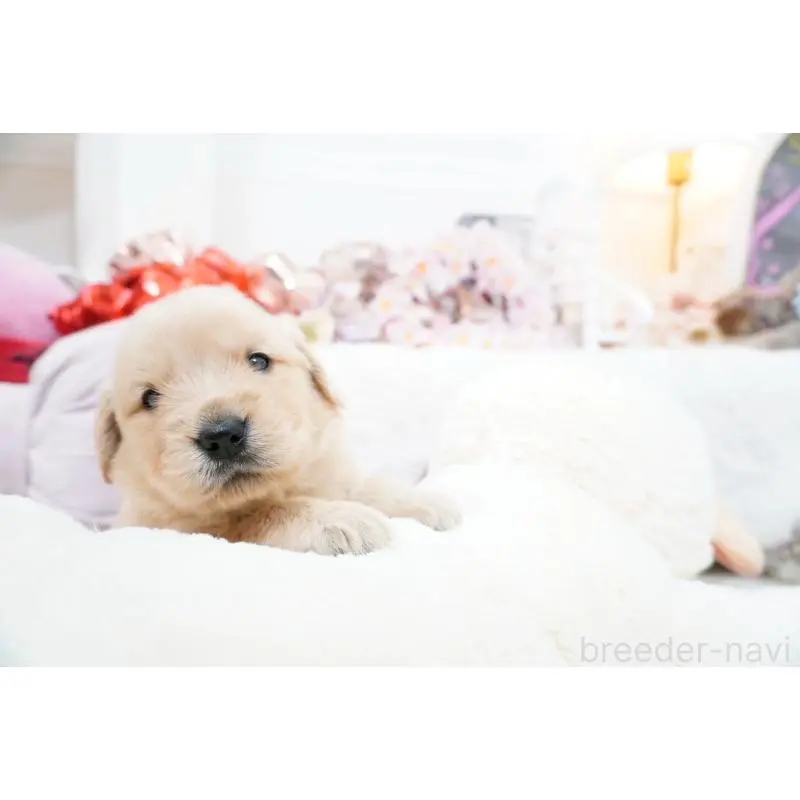 販売中の大阪府のゴールデンレトリーバー-454888の5枚目